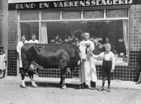 4258 Afbeelding van een te slachten koe voor de slagerij Dussenbroek (Lauwerecht 3) te Utrecht; rechts slager H. ...